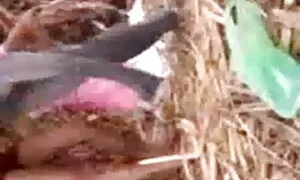 পুরানো - বালিকা বন্ধু বাংলা বাংলাচুদাচুদি
