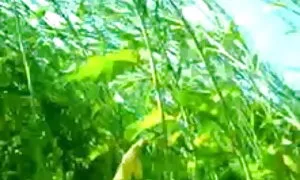 বড়ো বুকের মেয়ের বড়ো মাই মেয়ে সমকামী সুন্দরী ইংলিশ চুদা চুদি বালিকা
